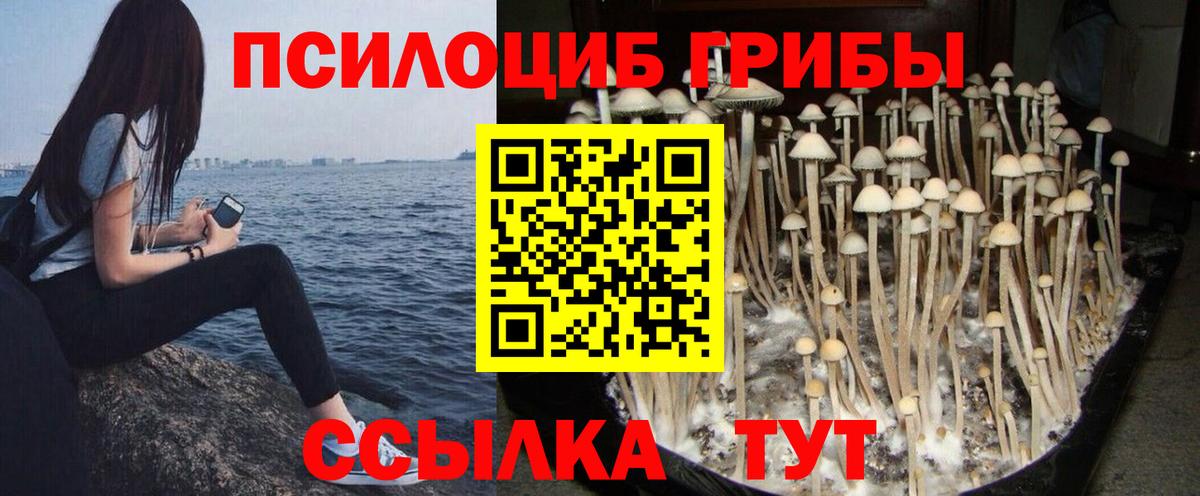 хочу наркоту  Вход с VPN  Люберцы  Псилоцибиновые грибы Psilocybe 